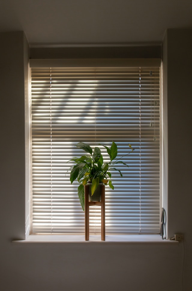 modern white blinds behind a potted plant